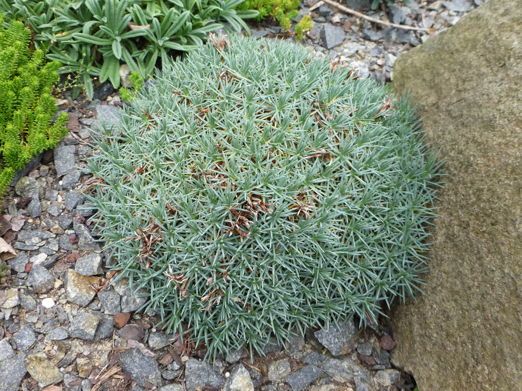 Acantholimon ulicinum